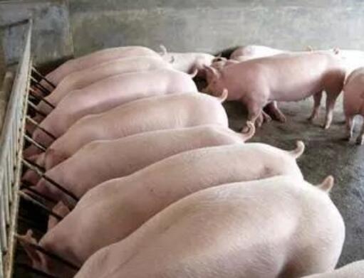 2018年中央一號(hào)文件對(duì)畜牧養(yǎng)殖行業(yè)將帶來(lái)新機(jī)遇！